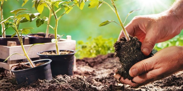 Bimët më të vështira për t’u rritur në kopësht