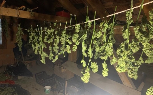 Arrestohen ekspertët huaj të kultivimit dhe mirëmbajtje së drogave në Prishtinë