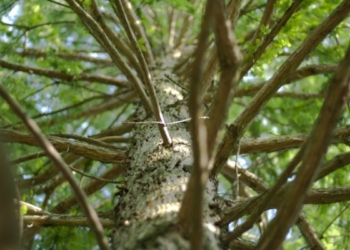 Dita Botërore e Biodiversitetit