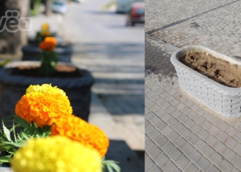 Ku ikën lulet që u mbollën dje në Gjakovë?