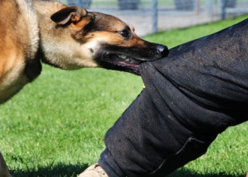 Komuna e Pejës obligohet t’ia kompensojë dëmin mbi 3 mijë euro qytetares që u kafshua nga qentë endacakë