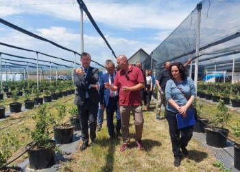 Szunyog vizitoi kultivuesin e boronicave i cili përfitoj 170 mijë euro donacion nga BE-ja