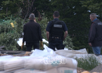 Kanabis sativa, marihuana dhe heroina, drogat më të kapura nga policia