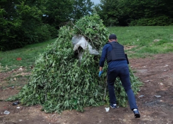 Sveçla: Droga e konfiskuar nga aksioni në veri po shkatërrohet, vlera është 6 milionë euro