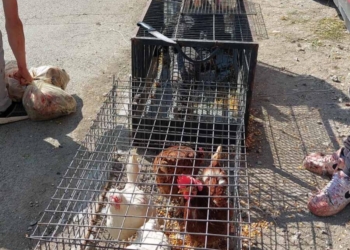 Gjobiten therrësit ilegalë të shpendëve në Prishtinë