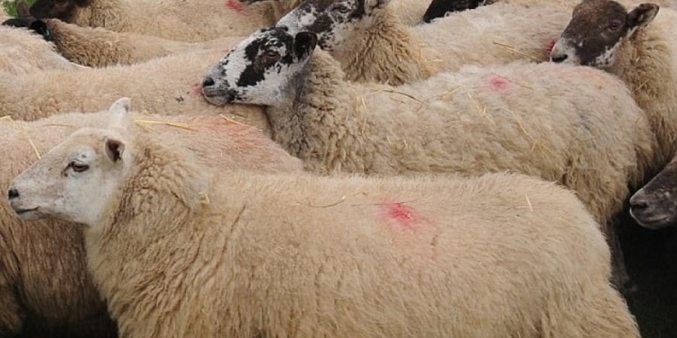 Policia konfiskon 12 dele dhe dhi në Podujevë