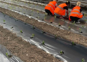 Gratë e burgosura në Lipjan bëjnë mbjelljet pranverore