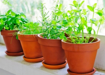 Si të mbani larg insektet nga lulet e shtëpisë