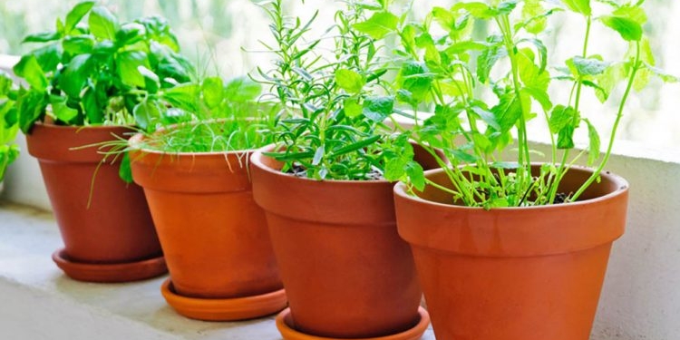 Si të mbani larg insektet nga lulet e shtëpisë