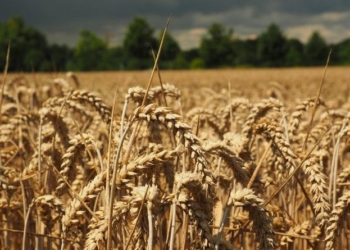 Kosova siguron grurin për këtë vit