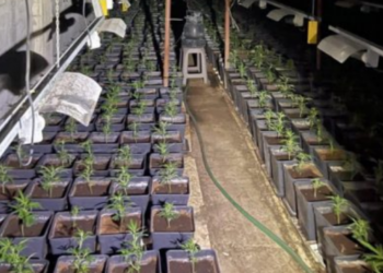 Arrestohet një polic, dëmtoi provat e aksionit për shkatërrimin e laboratorit të drogës