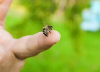 Këshilla se çfarë duhet të bëni nëse ju pickon bleta