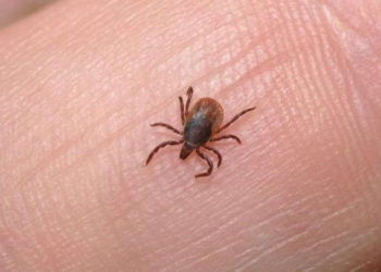 Komuna e Malishevës: Janë marrë të gjitha masat për trajtimin e rasteve të thumbimit nga rriqrat