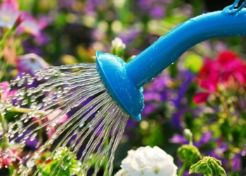 Kur duhet t’i ujisni lulet në mëngjes apo në mbrëmje