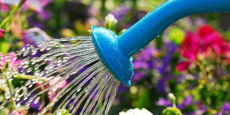 Kur duhet t’i ujisni lulet në mëngjes apo në mbrëmje