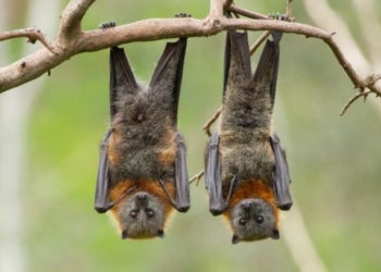 Studimi amerikan tregon se si do të vijë pandemia e radhës, pas COVID-19