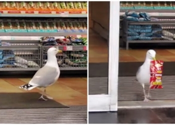 Pulëbardha vodhi ushqime me vlerë 350 euro