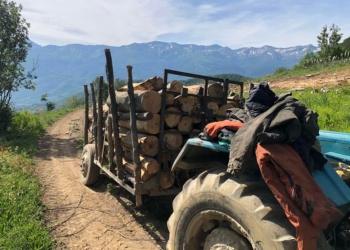 Arrestohen 9 persona për vjedhjen e pyjeve në Shtërpcë