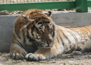 Hapet kopshti i ri zoologjik në Tiranë, këto janë disa nga kafshët që ka