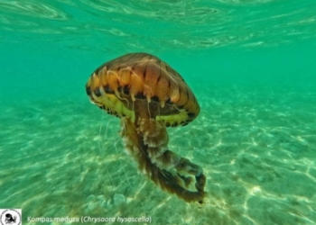 Zbulohet një kandil deti i rrezikshëm në Adriatik