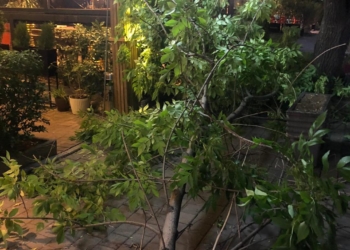 Një lis rrëzohet në Prishtinë nga erërat e forta