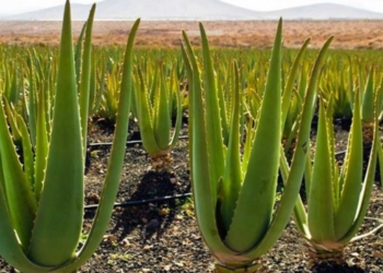 Cilat janë llojet më të mira të Aloe Verës –