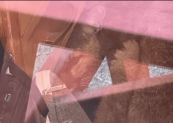 Një luan futet brenda në shkollë, mbyllet menjëherë në klasë