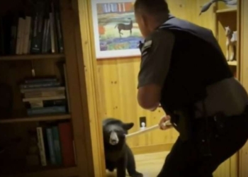 SHBA, ariu hyn në shtëpinë e turistëve derisa të gjithë po flinin