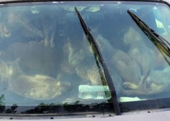 Në SHBA u gjetën 47 mace duke jetuar në një veturë me pronarin e tyre