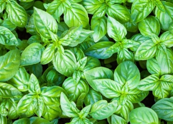 Si të parandaloni pickimin nga mushkonjat