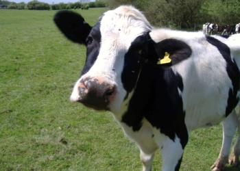 Arrestohet lopa, akuzohet për vrasje dhe mund të përballet me disa vjet burgim