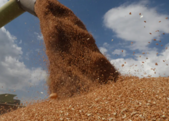 Kievi: Rusia po na vjedh grurin dhe po e shet në Afrikë