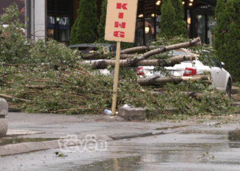 Rrëzohet një lis në Prishtinë, mbyt një 30-vjeçar  dhe e lëndon rëndë një 30-vjeçare