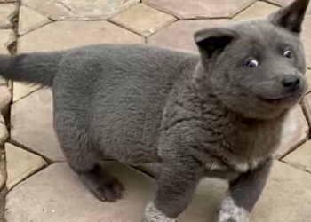 Njerëzit mbesin të hutuar me qenin e rrallë i cili duket si një mace