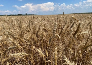 Ministri i Bujqësisë thotë se rendimenti me grurë po tejkalon mesataren prej 4000kg për hektarë