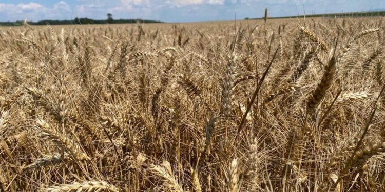 Ministri i Bujqësisë thotë se rendimenti me grurë po tejkalon mesataren prej 4000kg për hektarë