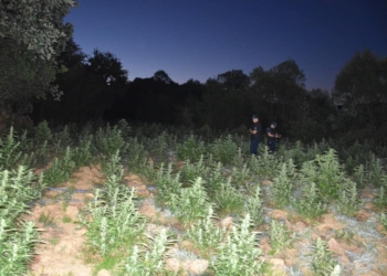Policia asgjëson mbi 4000 bimë Kanabis në Malishevë, arreston edhe një person