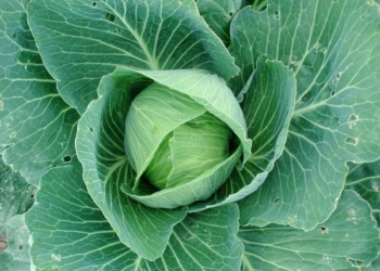 Gjethet e lakrës ndihmojnë për gjoksin e fryrë