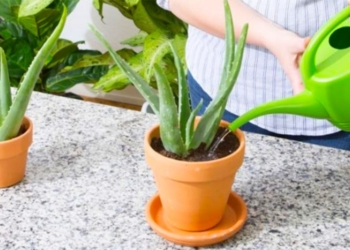 Sa shpesh duhet ta ujisni bimën e aloe verës gjatë ditëve të nxehta