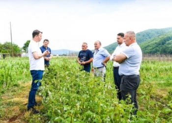 Bujqit në pritje të subvencioneve, Ministria e Bujqësisë thotë së janë duke bërë verifikimin e mbi 50 mijë aplikacioneve