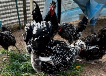 Pranoi se vodhi 12 – 13 pula, burri nga Vitia dënohet me katër muaj burgim me kusht