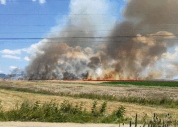 Digjen 60 hektarë me grurë në Fushë – Kosovë