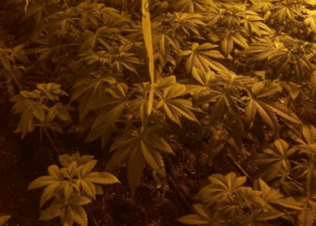 Arrestohen tre shqiptarë në Greqi për kultivim droge