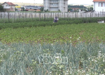 Problemet me ujitjen në Vushtrri, Komuna premton subvencionimin prej 50% për secilin fermer