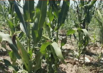 Gjendet kanabis në mes të misrit në Fier