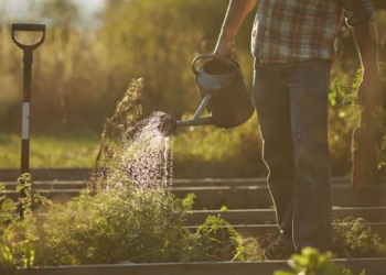 Gjithmonë ndiqni këto tre ‘rregulla të arta’ kur ujitni bimët