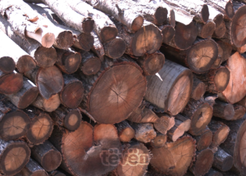 Një metër dru nga 55-60 euro, qytetarët thonë se kjo është e papërballueshme