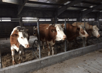 Vjedhen dy lopë e dy viça në Obiliq