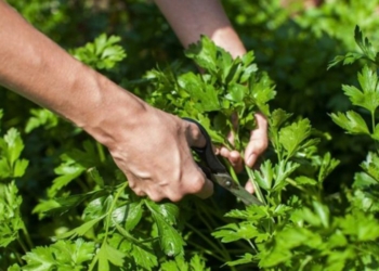 Majdanozi – Si të rrisni bimën shëruese në ballkon