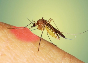 Arsyet pse mushkonjat përzgjedhin kë pickojnë